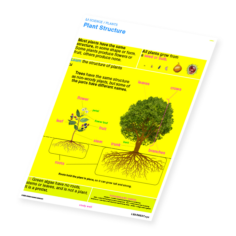 L1 Science Plants – Plant Structure by Learnest.xyz