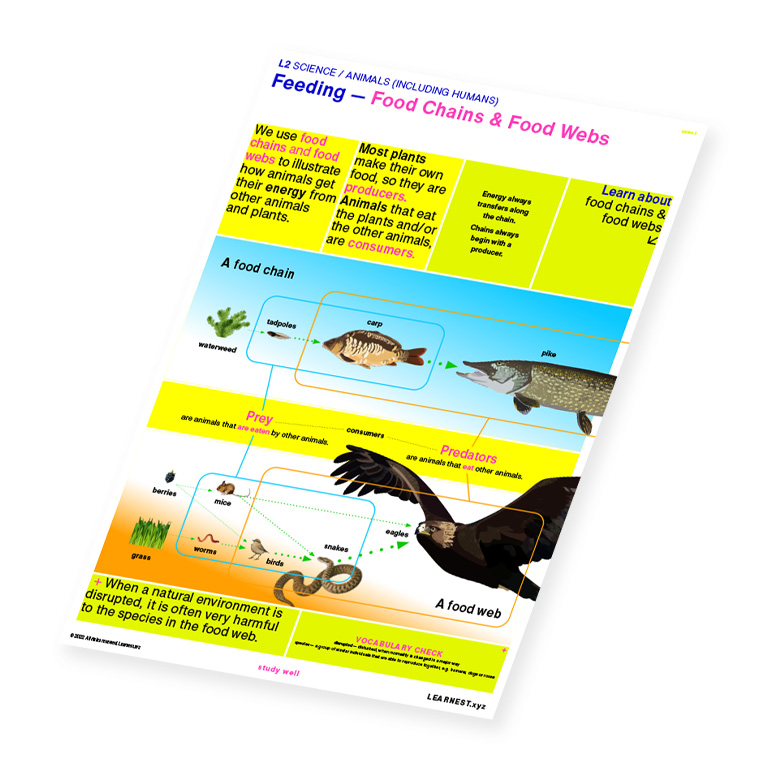 L2 Science Animals (Including Humans) Feeding – Food Chains & Food Webs