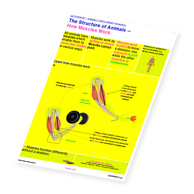 L2 Science The Structure of Animals – How Muscles Work