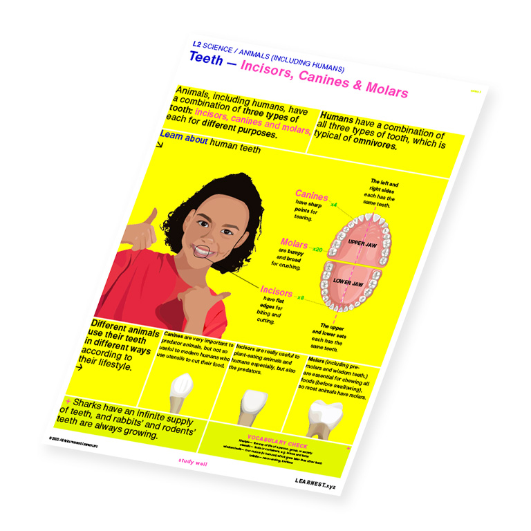 L2 Science Teeth – Incisors, Canines & Molars