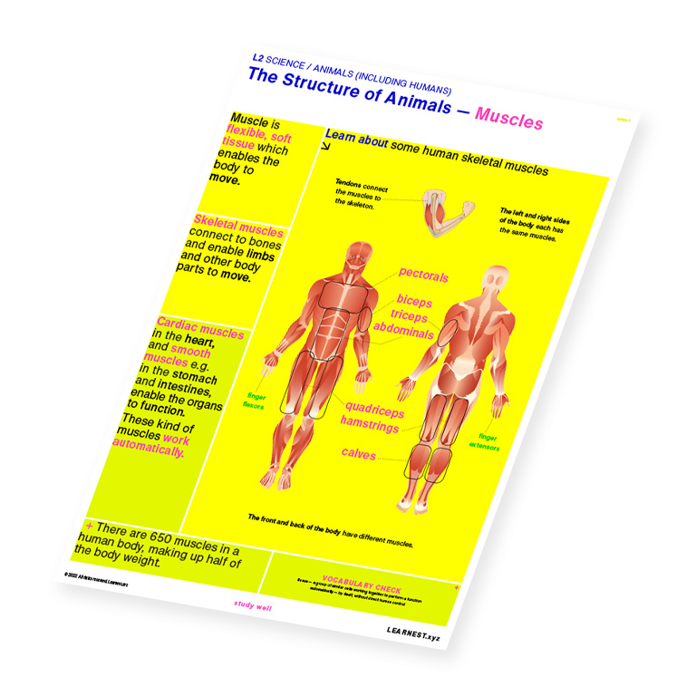 L2 Science The Structure of Animals – Muscles