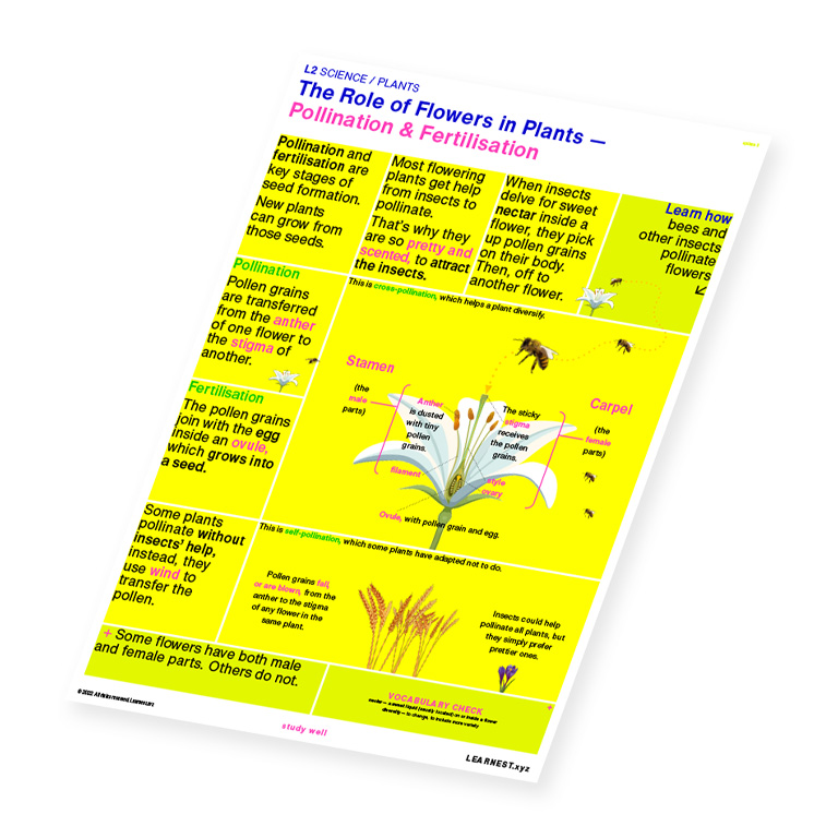 L2 Science The Role of Flowers in Plants – Pollination & Fertilisation