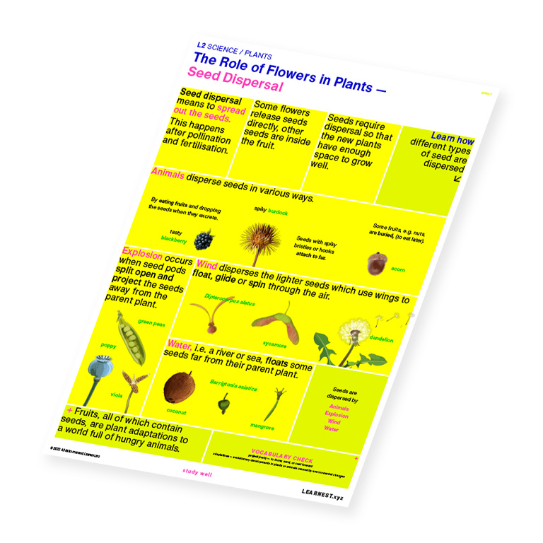 L2 Science The Role of Flowers in Plants – Seed Dispersal