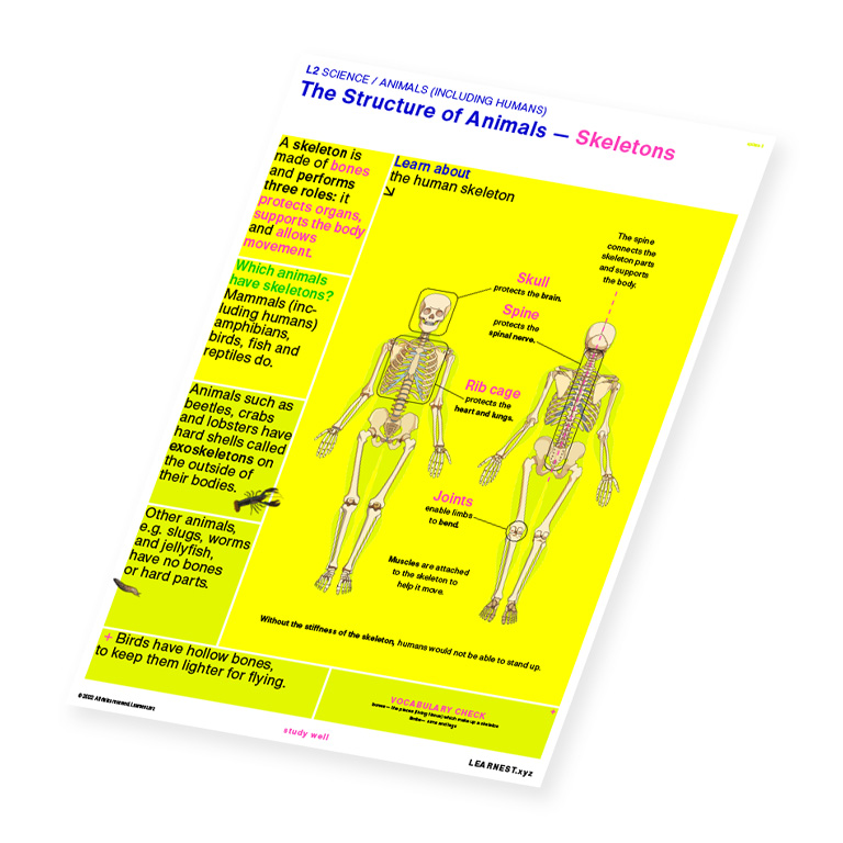 L2 Science The Structure of Animals – Skeletons