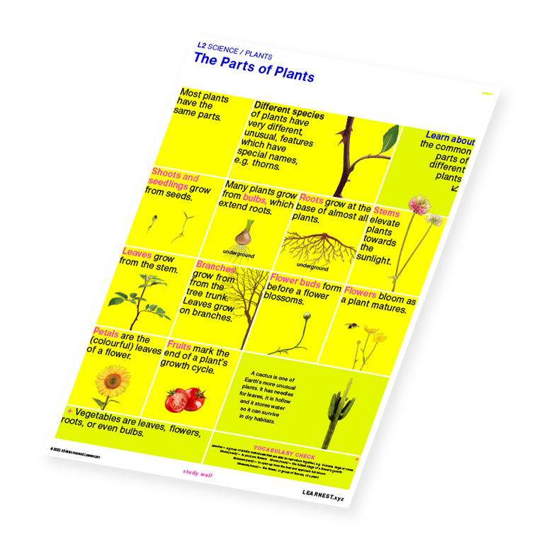 L2 Science Plants – The Parts of Plants