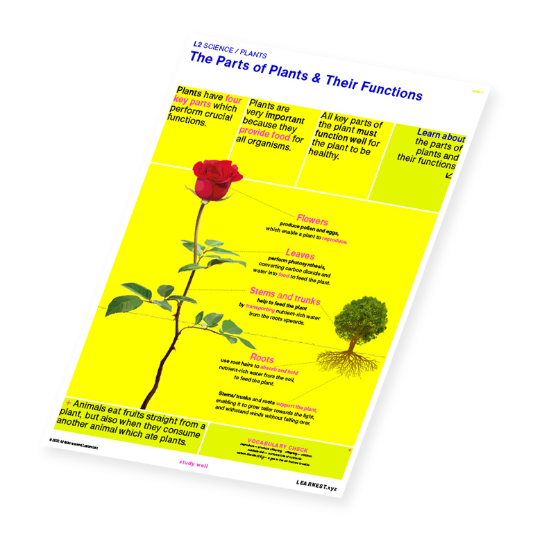 L2 Science Plants – The Parts of Plants & Their Functions