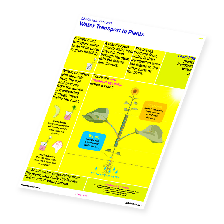 L2 Science – Water Transport in Plants