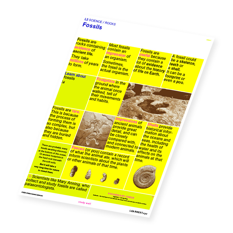 L2 Science Rocks – Fossils