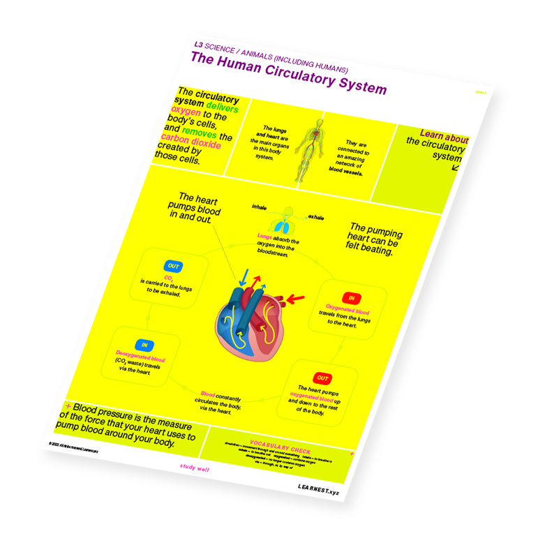 L3 Science – The Human Circulatory System