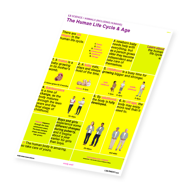 L3 Science – The Human Life Cycle & Age