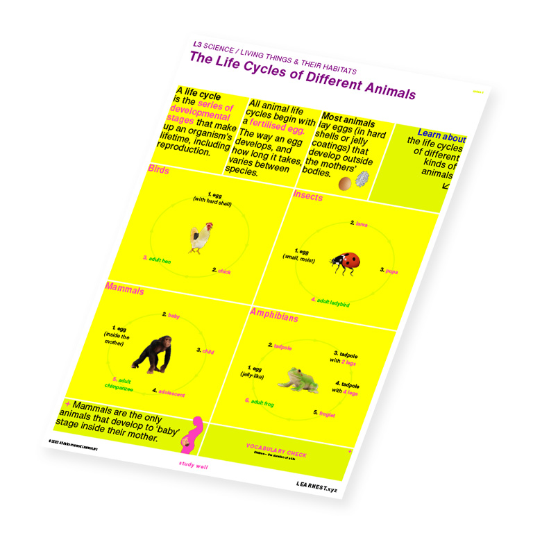 L3 Science – The Life Cycles of Different Animals