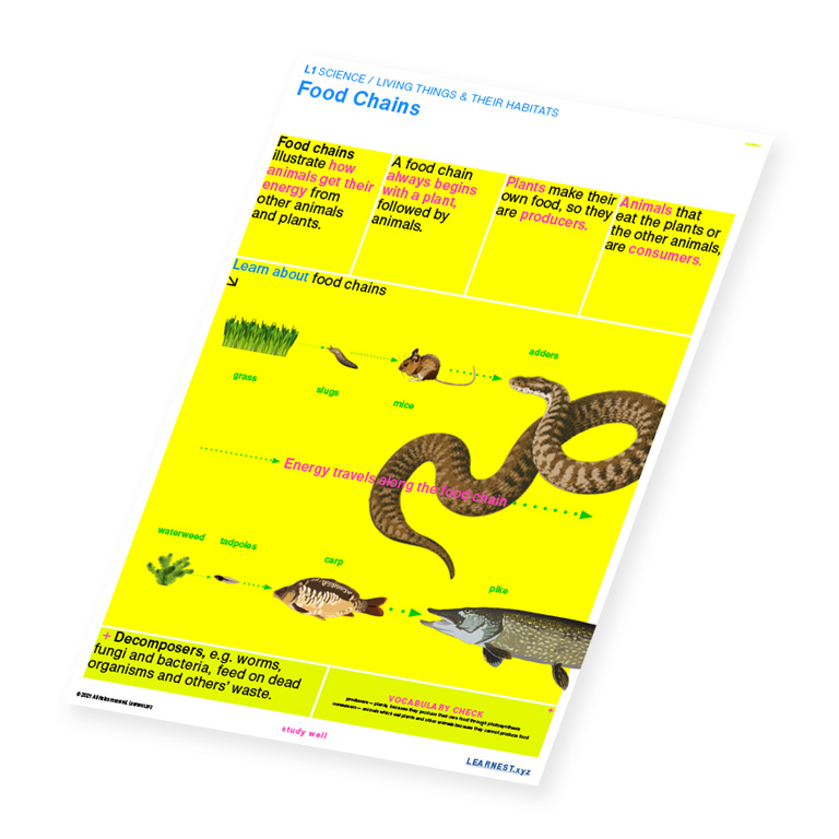 L1 Science – Food Chains by Learnest.xyz