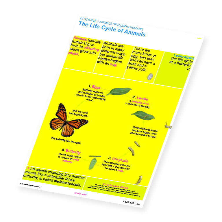 L1 Science Animals – The Life Cycle of Animals by Learnest.xyz