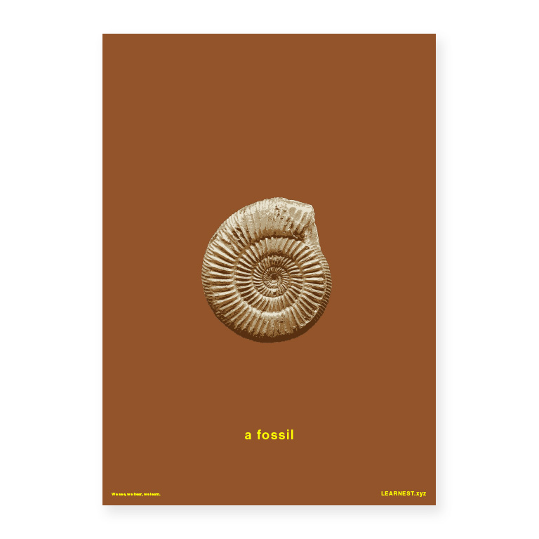 Pre-School Objects in Pairs – A fossil