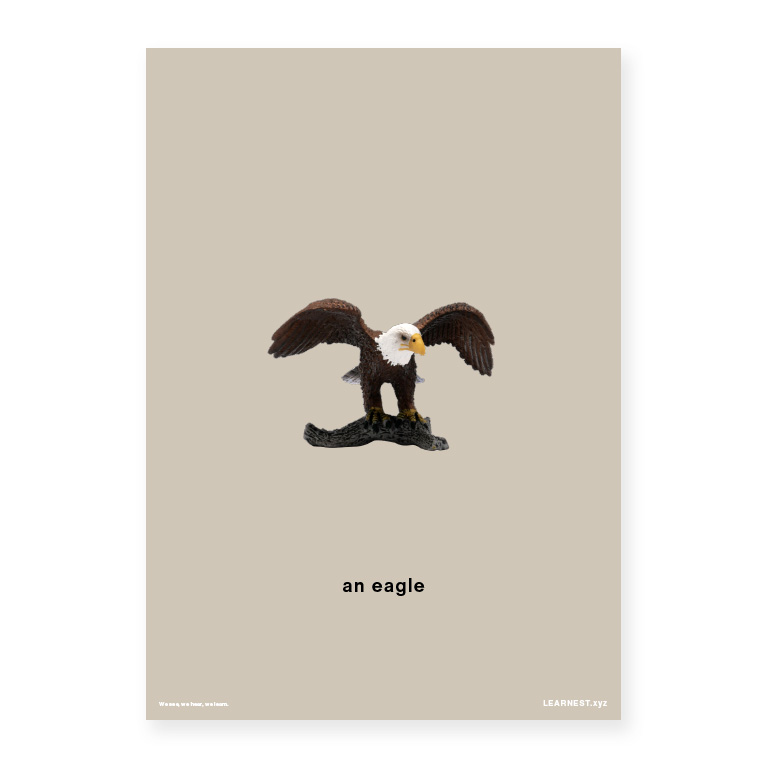 Pre-School Names of Animals – An eagle